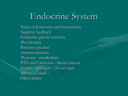 Endocrine System - Salisbury Composite High School