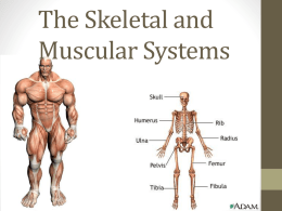 The Skeletal and Muscular Systems - LAFAYETTE CO C-1