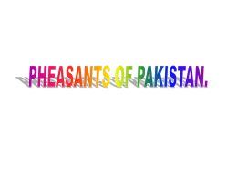 PHEASANTS IN PAKISTAN.