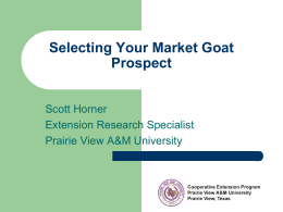 Selecting Your Market Goat Prospect
