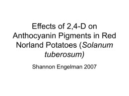 Effects of 2,4-D on Anthocyanin Pigments in Red Norland