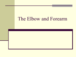 The Elbow and Forearm - Acupuncture and Massage College