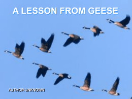 LESSONS FROM GEESE - Powerpoint Paradise