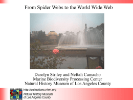 From Spider Webs to the World Wide Web