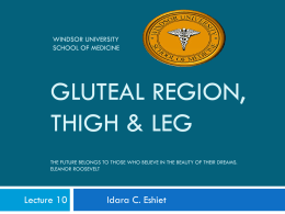 Gluteal region, thigh & leg