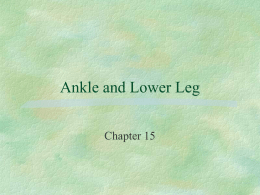 Ankle and Lower Leg - University of Ottawa