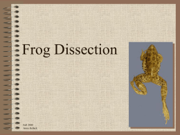 Frog Dissection - PowerPoint Presentation