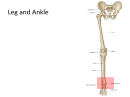 Ankle osteology