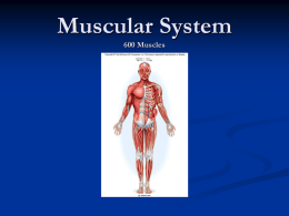 Muscular System - Victory Christian School