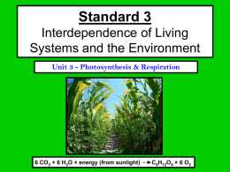 PLANTS - Weebly