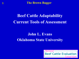 Cattle Adaptability-Brown Bagger