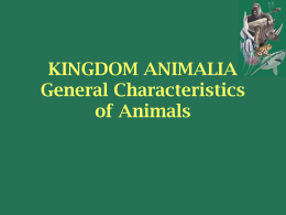 KINGDOM ANIMALIA - Ms. Rago's Class Website