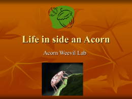 Life in side an Acorn - Southgate Community School District