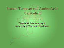 Lecture 10 - Protein Turnover and Amino Acid Catabolism