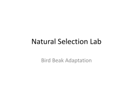 Natural Selection Lab - Mrs. Basepayne's Science Spot