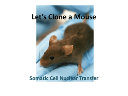 Let’s Clone a Mouse