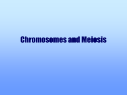 Recap: Cell Division and Chromosomes