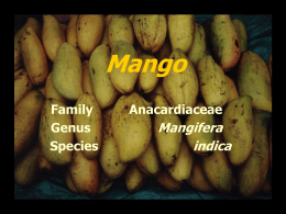 Mango - Aggie Horticulture