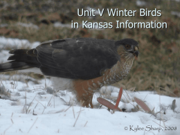 Winter Feeder Birds - KABT BioBlog | Kansas Association of