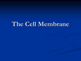 Transport Through the Membrane
