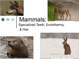 Mammals - PBworks