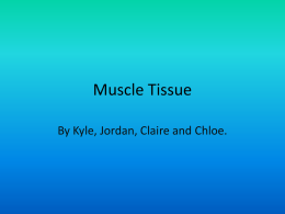 Muscle Tissue - Macleodbiology's Blog | Just another