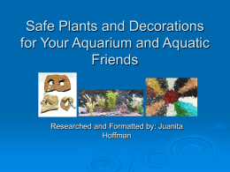 Safe Plants and Decorations for Your Aquarium and Aquatic