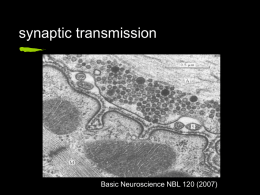 synaptic transmission - UAB School of Optometry