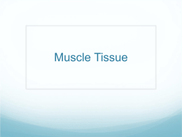 Muscle Tissue - Chiropractor Manhattan