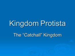 Kingdom Protista - Shenandoah Baptist Church