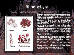 Rhodopyhta - Bio Resource Site | Stuff from Ma'am Dawn