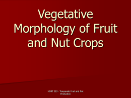 Vegetative Morphology Lab