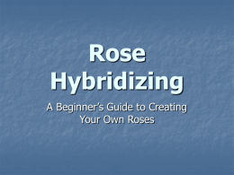 Rose Hybridizing