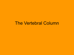 The Vertebral Column - Harrison County Schools