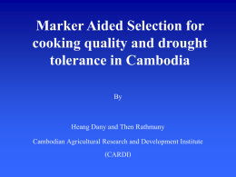 Marker Aided Selection for cooking quality and drought