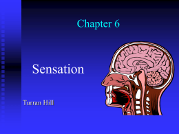 Chapter 6 Sensation