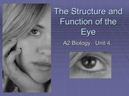 The Structure and Function of the Eye