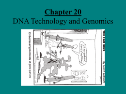 PowerPoint Presentation - Chapter 20 DNA Technology and