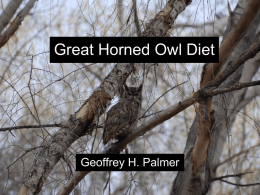 The Great Horned Owl Diet