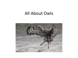 All About Owls - Griffin Theatre Arts