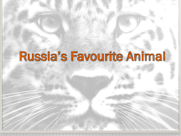 Russia’s Favourite Animal