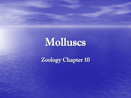 Molluscs - Roger Bacon High School