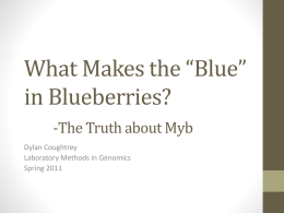What Makes the “Blue” in Blueberries?