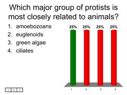 Which major group of protists is most closely related to