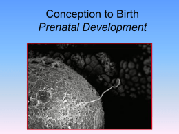 14 prenatal and childhood development notes 2