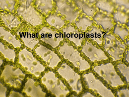 SAPS - PSG10 - What are chloroplasts