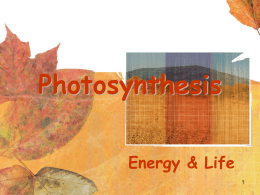 Photosynthesis - DeRiemaker