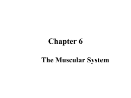 The Muscular System - Health Science CCCHS