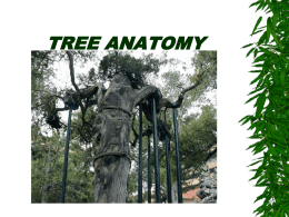 TREE ANATOMY - D.P. Todd Secondary