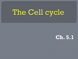 The Cell cycle & Mitosis